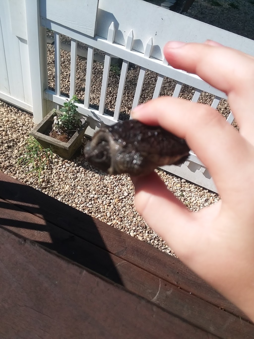 Ferrells Termite & Pest Control, Inc. | 427 Haden Ln, Bumpass, VA 23024, USA | Phone: (540) 872-2616