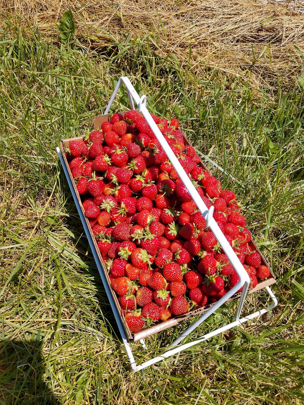 Berry Farmer | E10222 Hoot Owl Valley Road, Baraboo, WI 53913, USA | Phone: (608) 355-1965