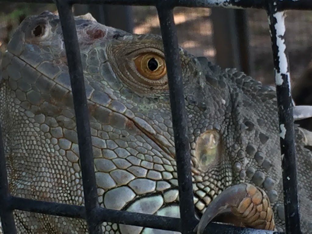 Texas Reptile Zoo | FM 20, Bastrop, TX 78602, USA | Phone: (512) 766-6030