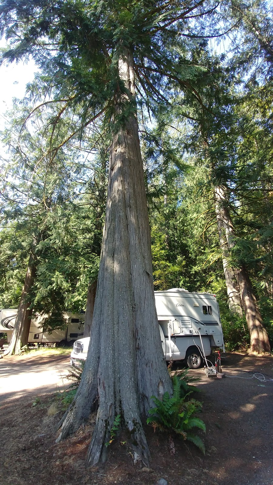 Eagle Tree RV Park | 16280 WA-305, Poulsbo, WA 98370, USA | Phone: (360) 598-5988