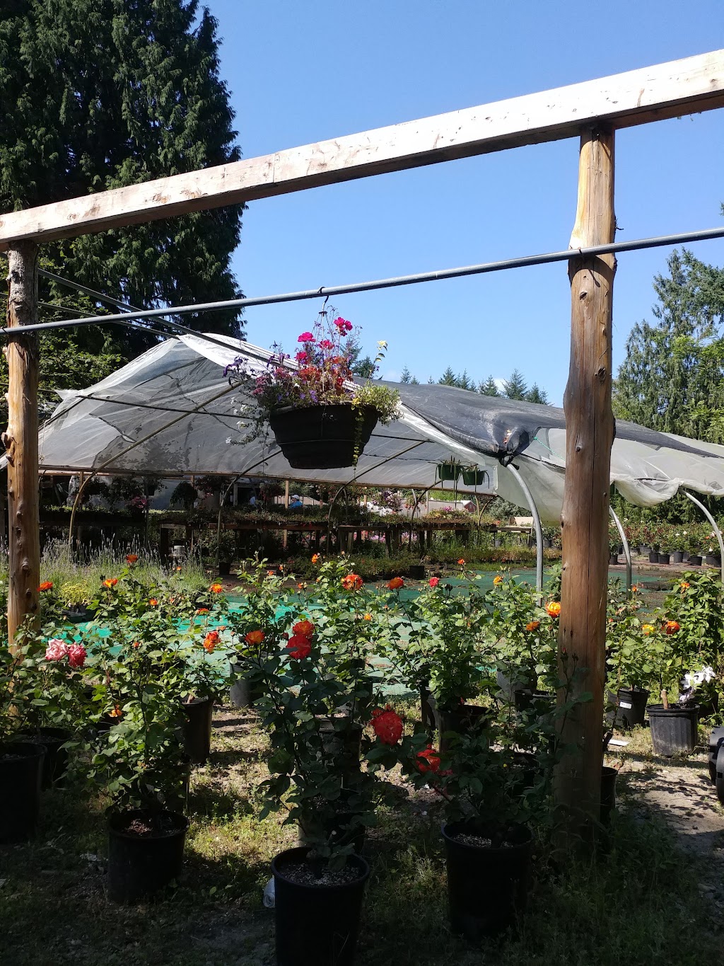 Raft Island Roses | 7201 Rosedale St NW, Gig Harbor, WA 98335, USA | Phone: (253) 509-8409