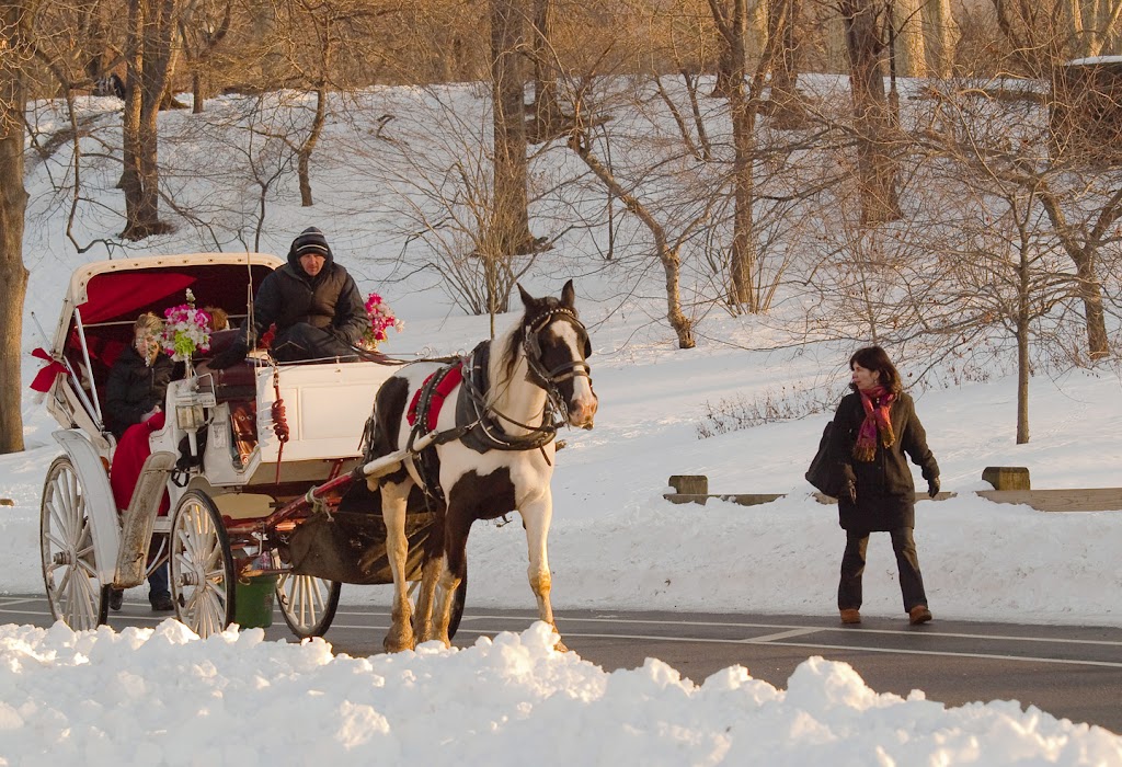 CENTRALPARKHORSES | 7TH AVE &, Central Park S, New York, NY 10019 | Phone: (212) 470-7893