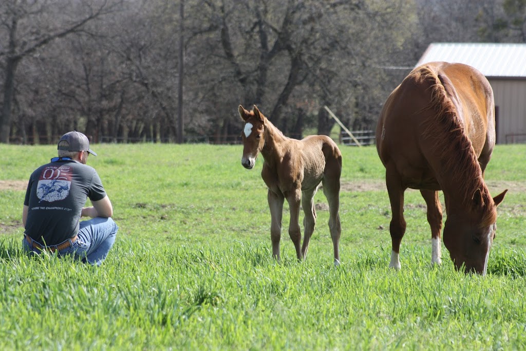 Outlaw Equine Hospital and Rehab Center | 2124 Co Rd 4127, Decatur, TX 76234 | Phone: (940) 626-8387