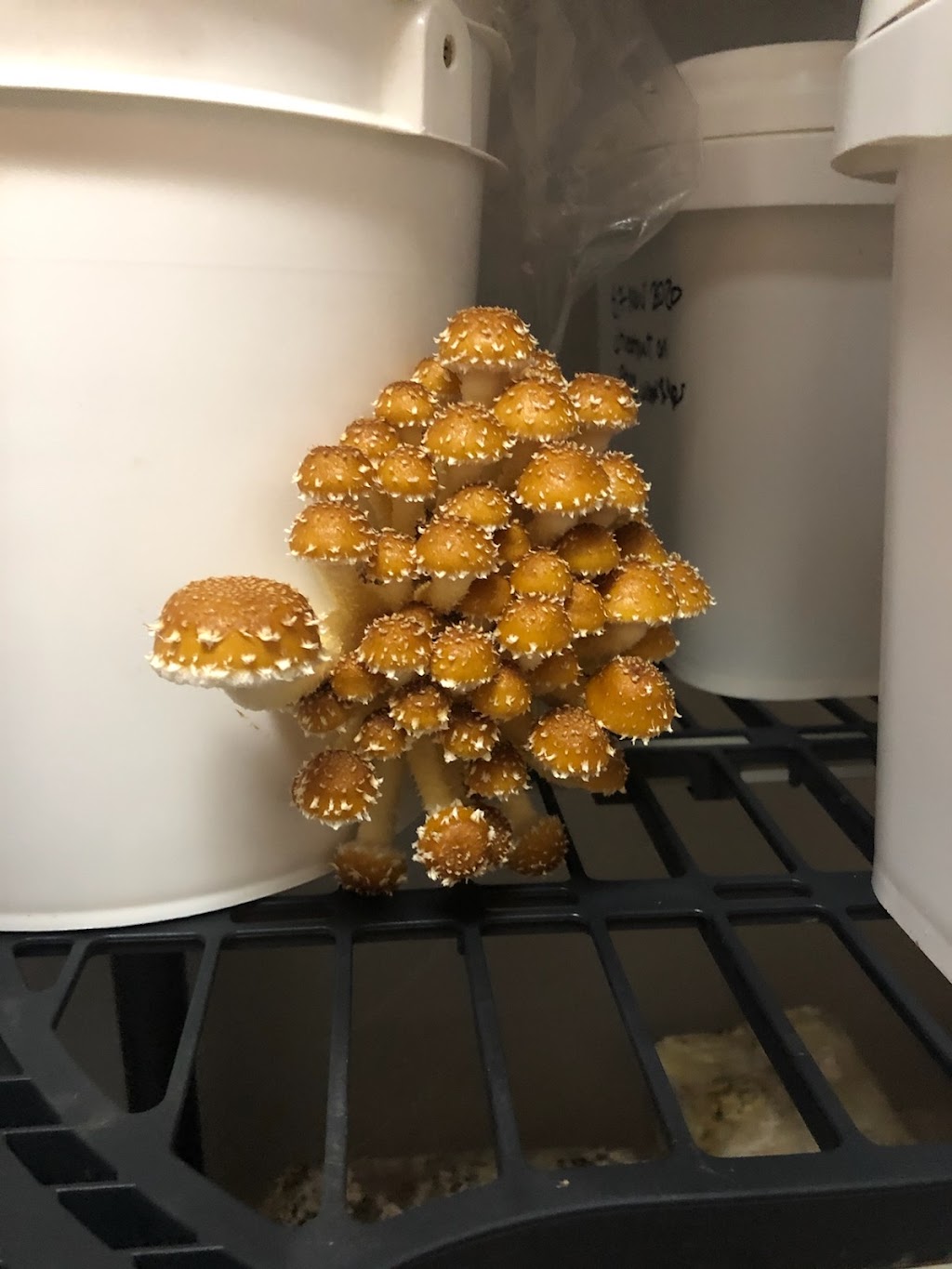 Radiant Mushrooms | 49 Beaver Ave, Annandale, NJ 08801, USA | Phone: (724) 980-4465