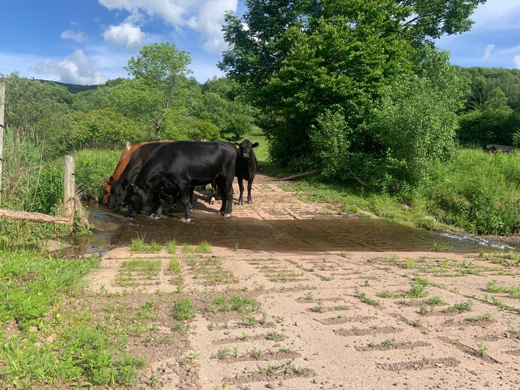 My Magical Farm | 834 Crescent Valley Rd, Bovina Center, NY 13740, USA | Phone: (347) 767-6048