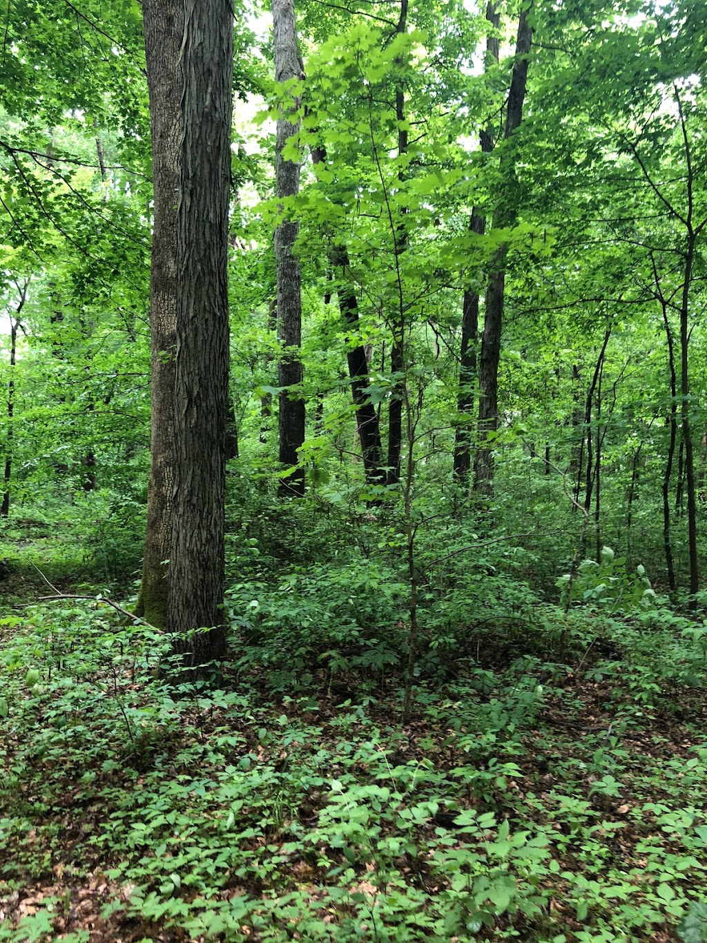 Rinsky Woods Nature Preserve | Goshen, OH 45122 | Phone: (513) 752-2828
