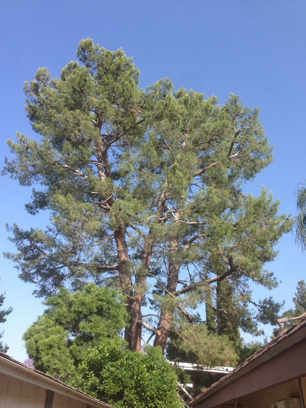 S&j natural tree service | 1551s S Oaks Ave, Ontario, CA 91761 | Phone: (909) 717-1307