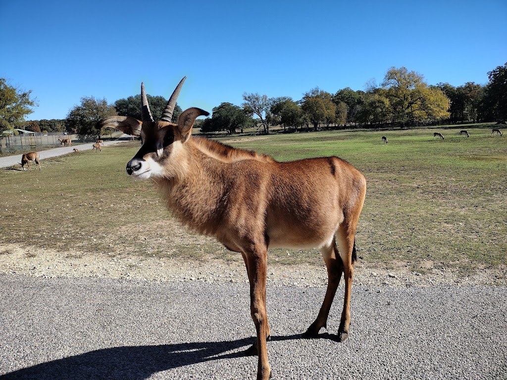 Fossil Rim Wildlife Center | 2299 Co Rd 2008, Glen Rose, TX 76043, USA | Phone: (254) 897-2960