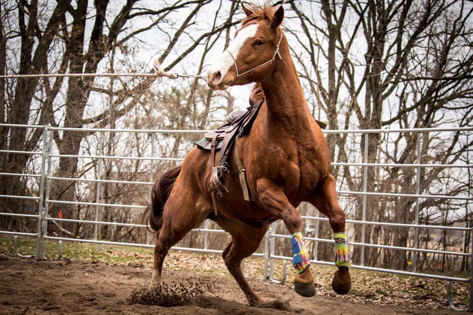Bravehorse Training At Bravehorse Ranch | 10449 257th Ave NW, Zimmerman, MN 55398, USA | Phone: (612) 281-1712