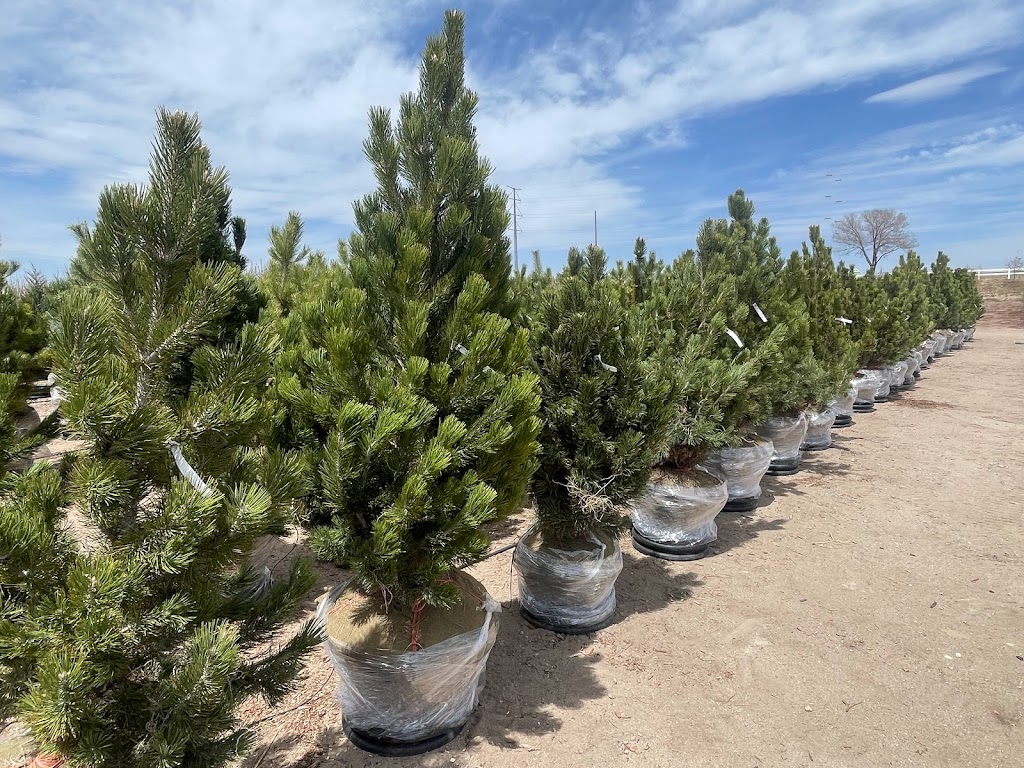 Heidrichs Colorado Tree Farm Nursery | 7440 Templeton Gap Rd, Colorado Springs, CO 80923, USA | Phone: (719) 598-8733