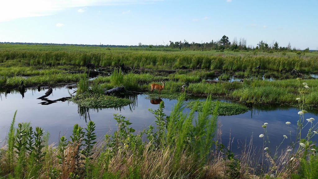 Great Dismal Swamp National Wildlife Refuge | 3100 Desert Rd, Suffolk, VA 23434, USA | Phone: (757) 986-3705