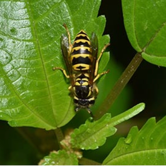 Bug Swatters | 87 Wadsworth Ave, Lakewood, NJ 08701, USA | Phone: (732) 994-2911