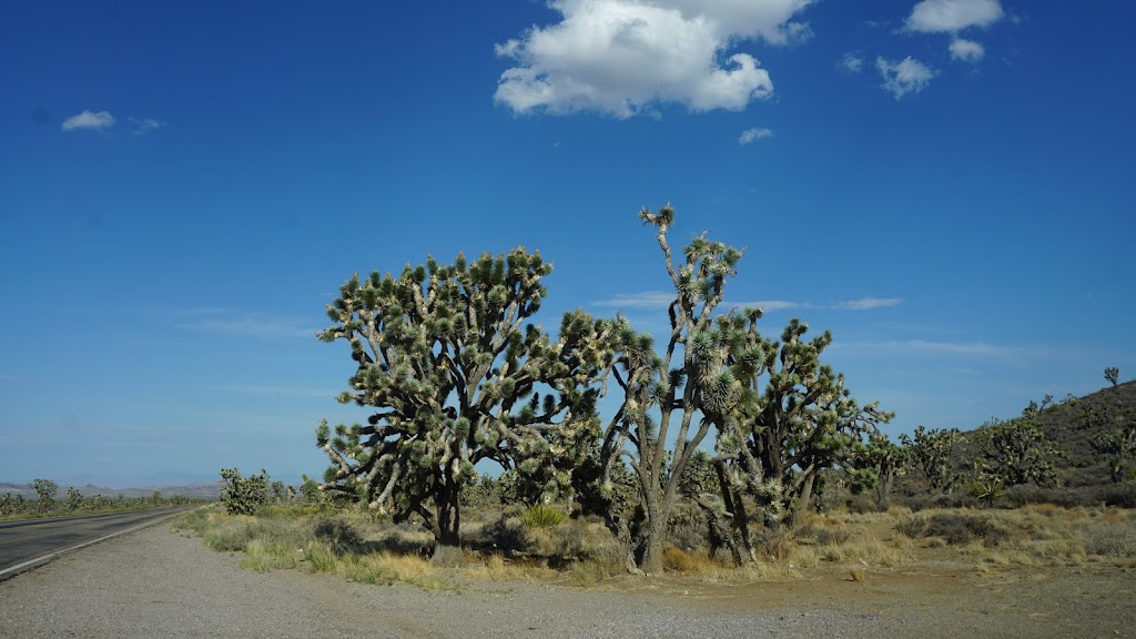 Castle Mountains National Monument | Barstow, CA 92311, USA | Phone: (760) 252-6100