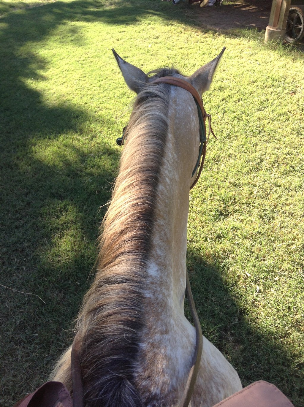 Widowmaker Trail Rides | 904 Quail Creek Ct, Southlake, TX 76092, USA | Phone: (817) 528-8069