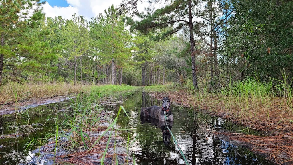 Annutteliga Hammock - Parking for trails | JF74+VC9, Brooksville, FL 34614, USA | Phone: (800) 423-1476