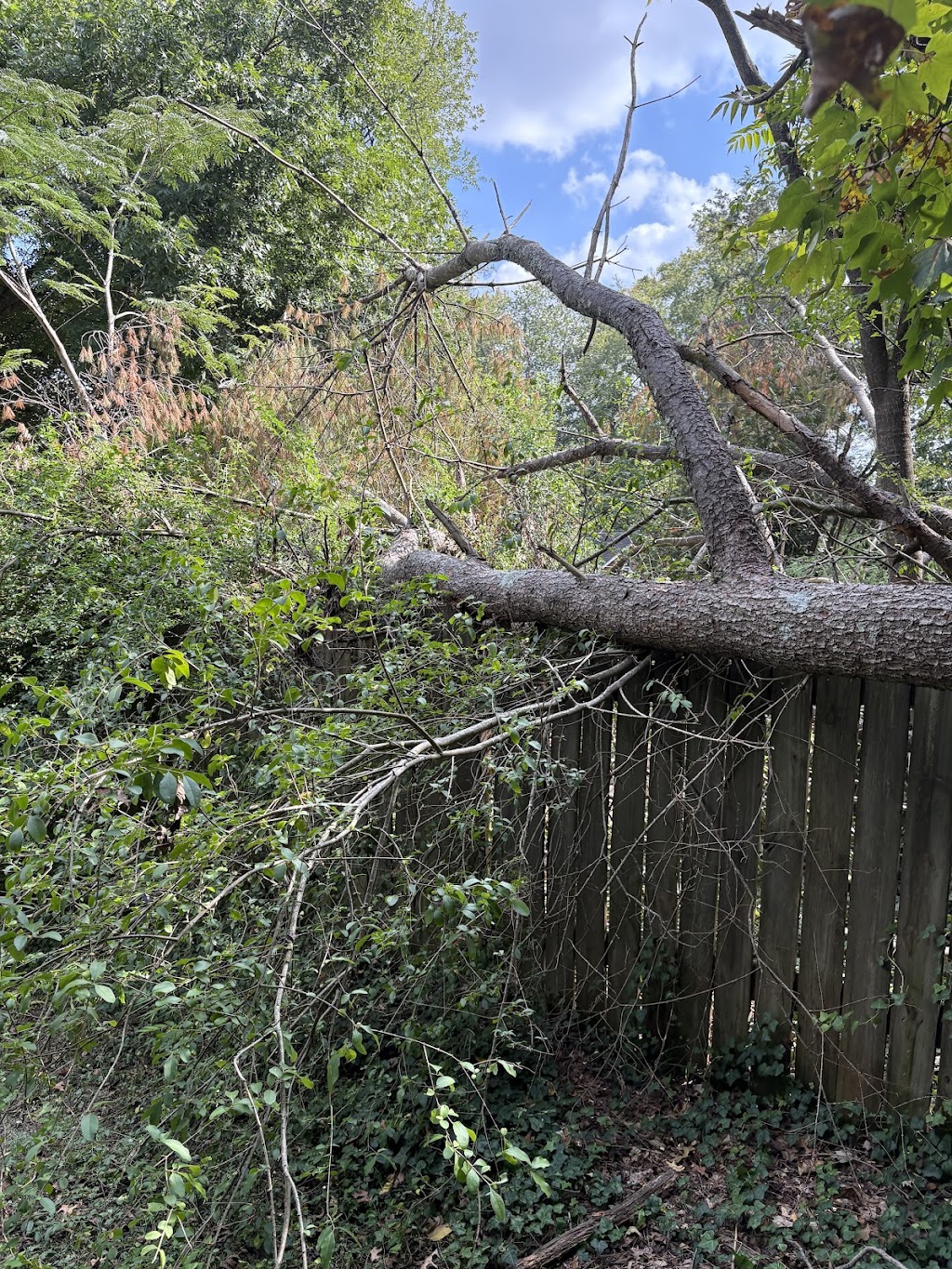 Pennys Tree Service | 3980 Premier Dr, High Point, NC 27265, USA | Phone: (336) 829-4471