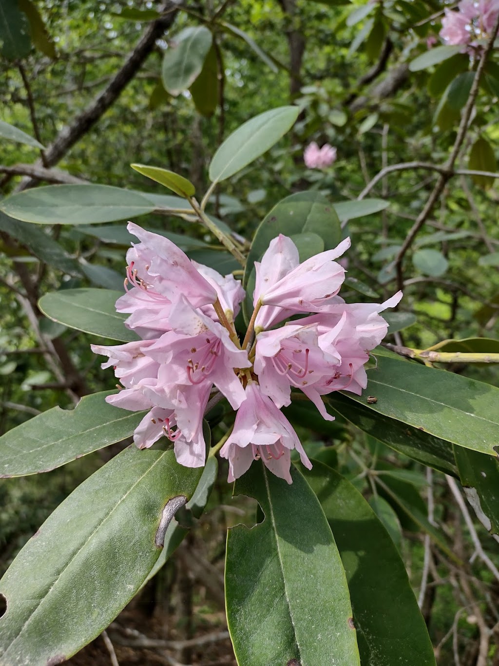 Flower Hill Nature Preserve | 9038 Flower Hill Rd, Middlesex, NC 27557, USA | Phone: (919) 833-3662