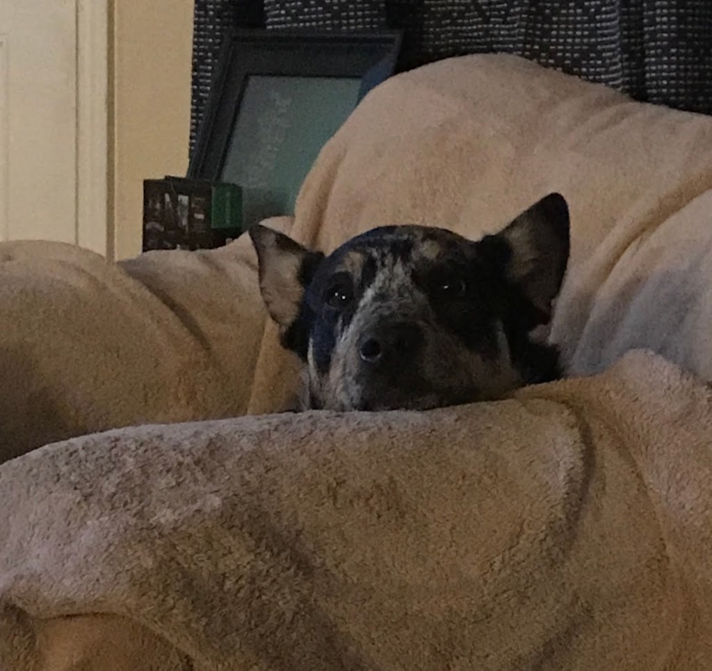 Parker Sitting - North Texas Dog Sitter | 1418 Feather Crest Dr, Krum, TX 76249, USA | Phone: (940) 255-1675