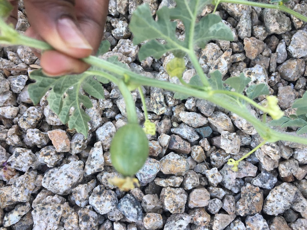 SANANGA CARE HOMES - Behavioral Healthcare Residential Facility. | 41996 W Quinto Dr, Maricopa, AZ 85138, USA | Phone: (520) 510-5057