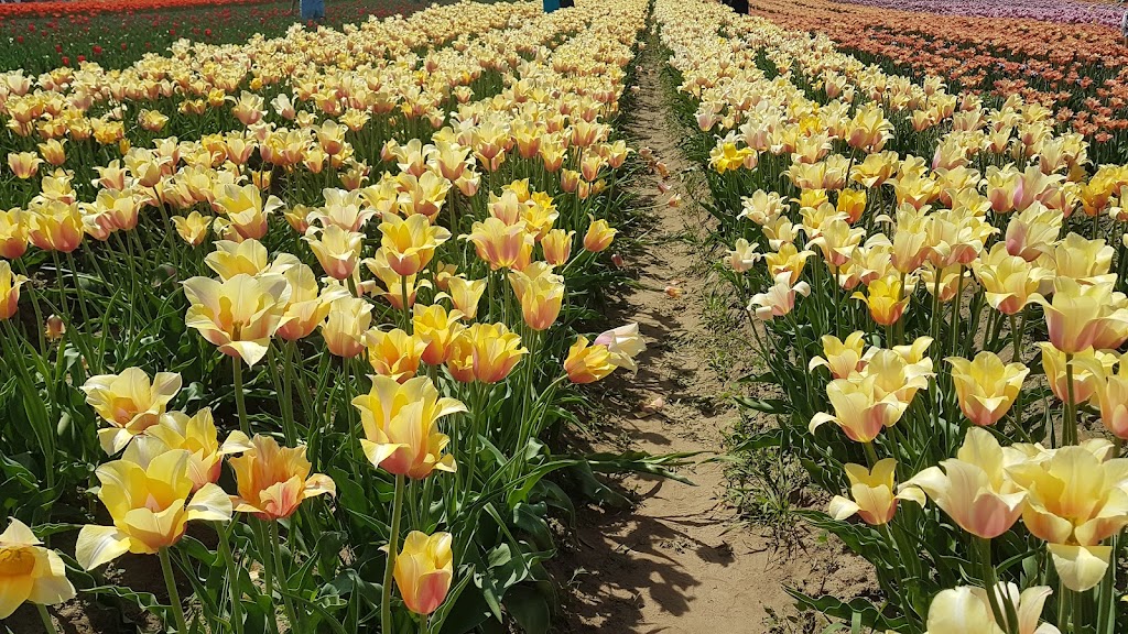 TASC Tulip Pick Farm | 1415 Balfour St, Fenwick, ON L0S 1C0, Canada | Phone: (848) 217-2661