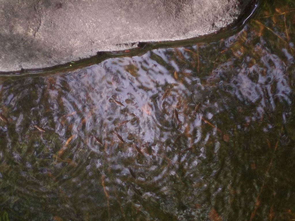 Amsterdam Mohawks | 65 Crescent Ave, Amsterdam, NY 12010, USA | Phone: (518) 791-7546