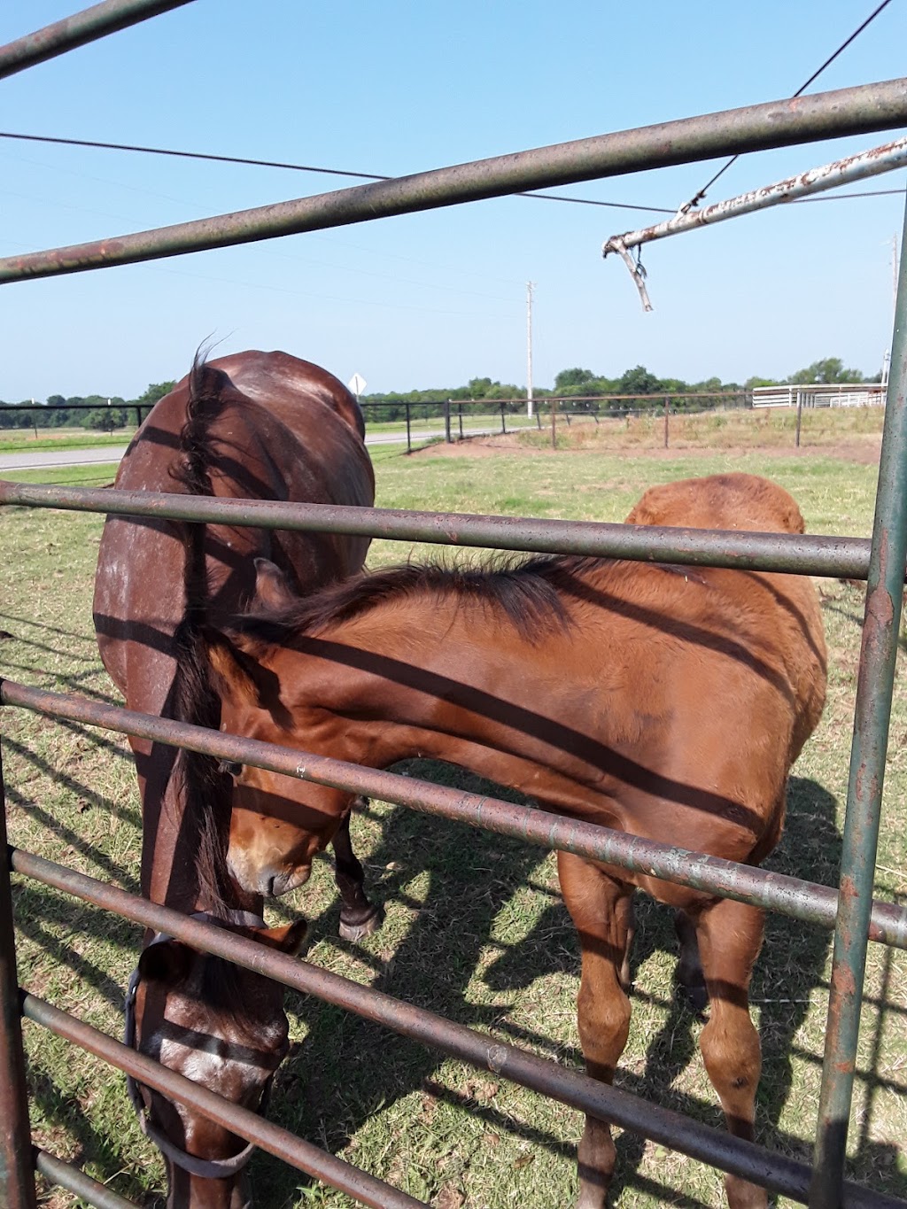 Riverbend Mobile Veterinary | 9551 Moffatt Rd, Lexington, OK 73051, USA | Phone: (405) 527-0432