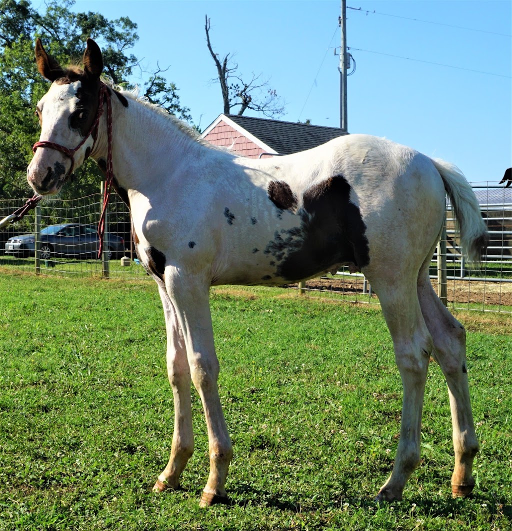 Bar Creek Farms Quarter Horses and Paints | 11920 Bar Creek Ln, Ford, VA 23850, USA | Phone: (804) 712-2497