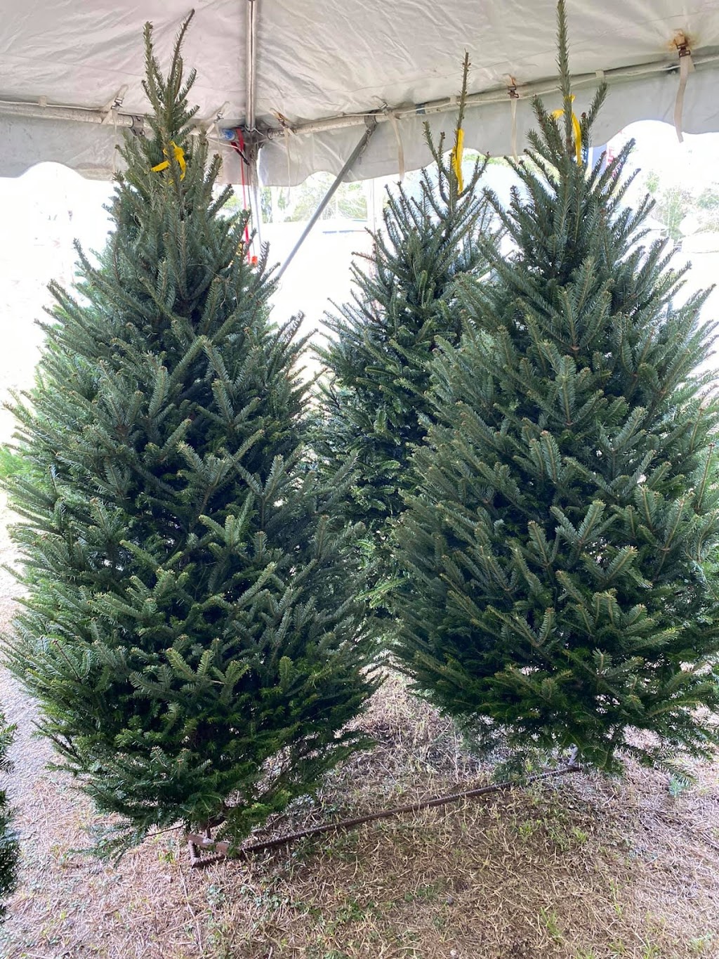 Griffin Farm Fresh Christmas Trees | 542238 US-1, Callahan, FL 32011, USA | Phone: (904) 838-2699