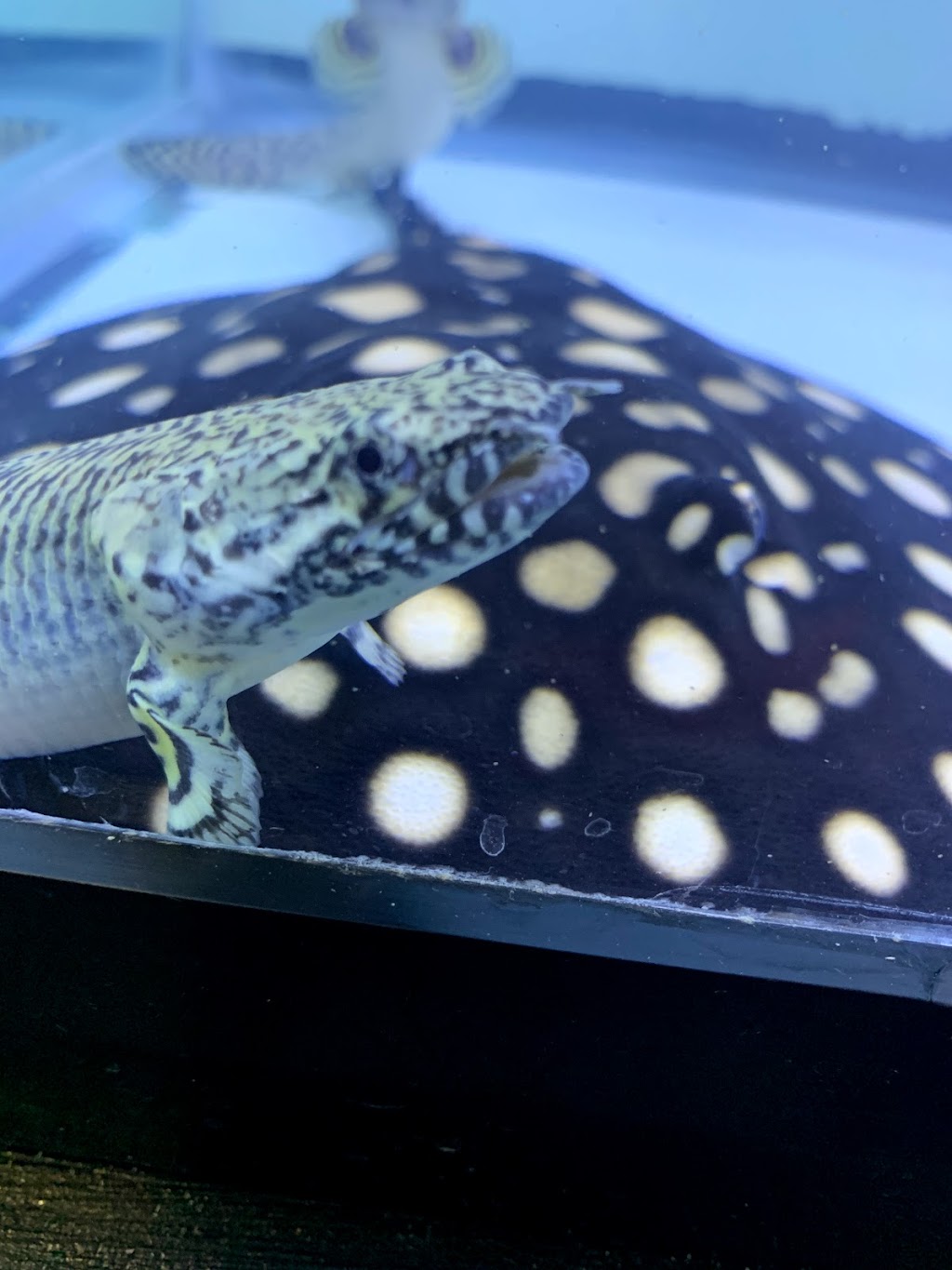Rays Tank (Exotic Freshwater Fish Store) | 10667 Melody Dr Unit 15, Northglenn, CO 80234, USA | Phone: (720) 536-5119