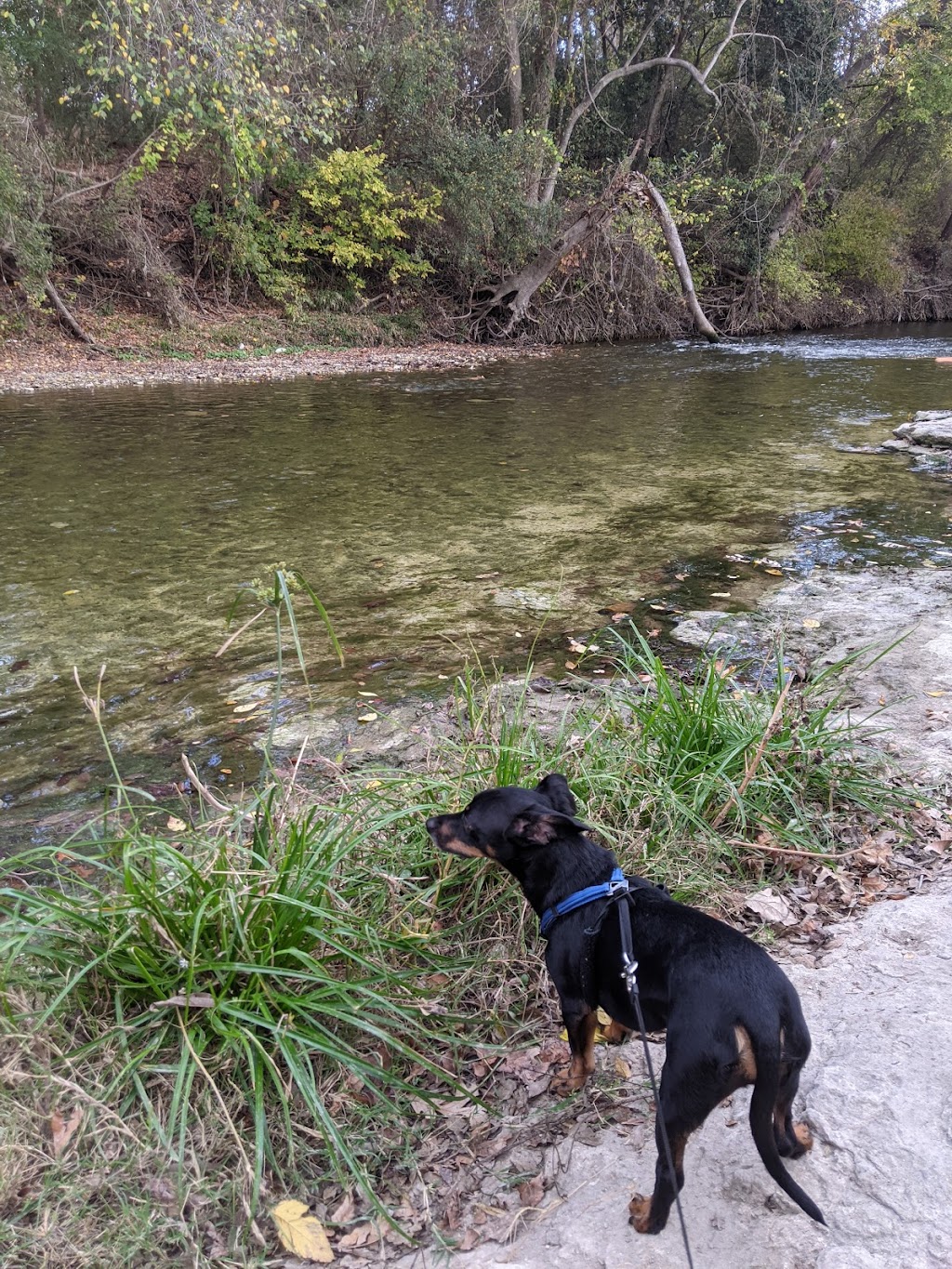 Brushy Creek Dog Park | 200 Co Rd 197, Hutto, TX 78634 | Phone: (512) 759-2275