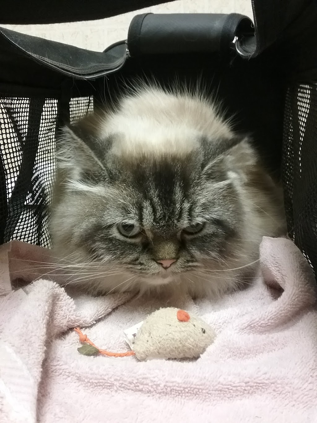 Total Care Veterinary Hospital | 633 Greensboro Rd, High Point, NC 27260, USA | Phone: (336) 841-8877