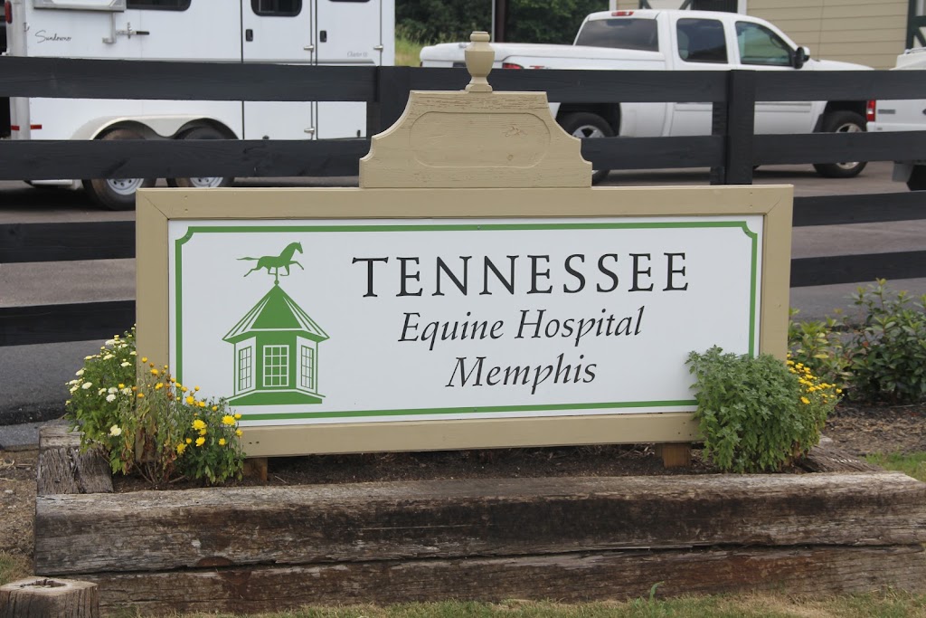 Tennessee Equine Hospital West | 12314 US-64, Eads, TN 38028, USA | Phone: (901) 300-3830