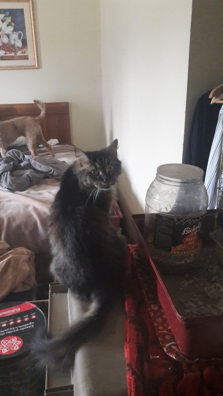 Dollingers Courtyard | 11360 Maple Ridge Rd, Medina, NY 14103, USA | Phone: (585) 798-0016