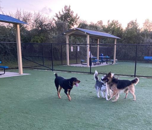 Town of Hempstead Dog Park | 2858 Shore Rd, Bellmore, NY 11710, USA | Phone: (516) 489-5000