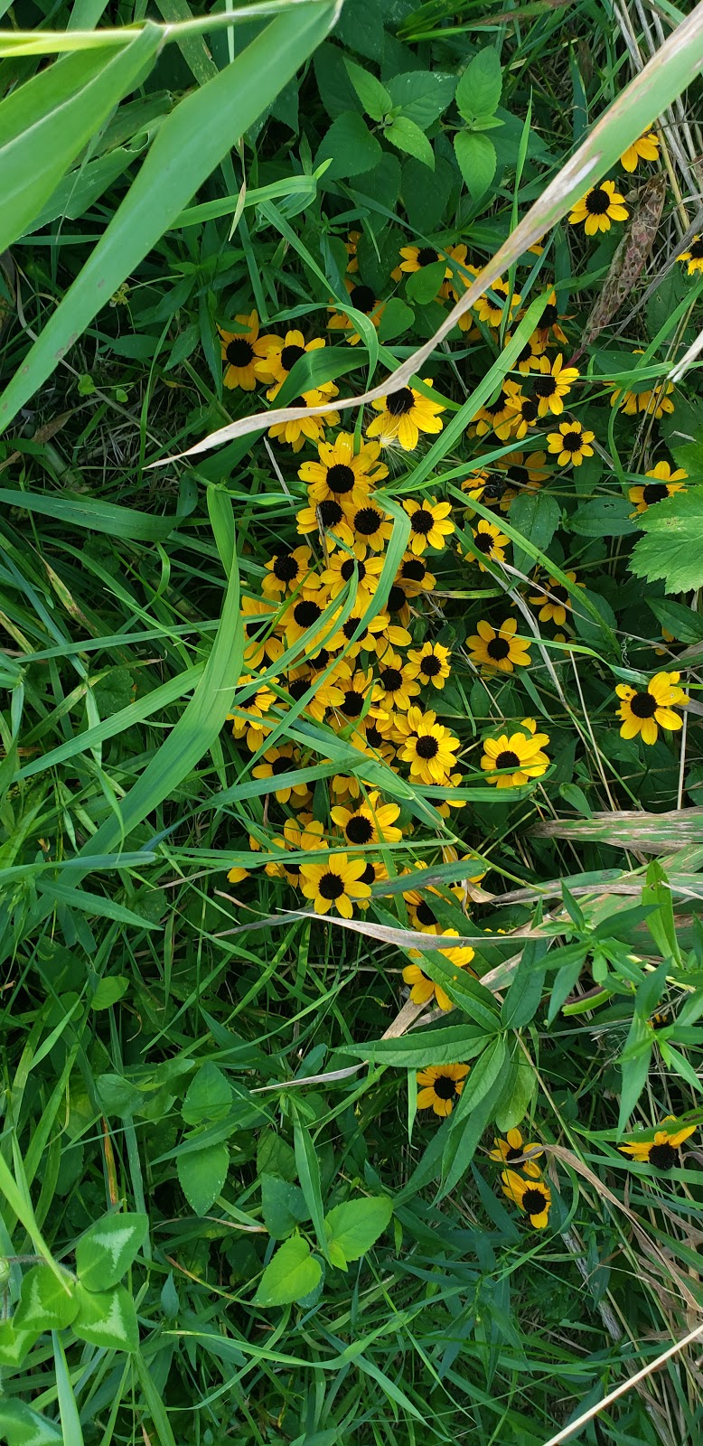 Hook Lake Bog State Natural Area | Oregon, WI 53575, USA | Phone: (888) 936-7463