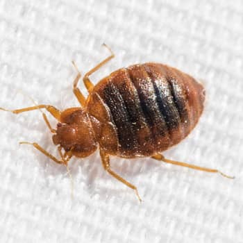 Bay Area Bed Bug | 20600 Mountain House Pkwy, Tracy, CA 95391, USA | Phone: (925) 481-5264