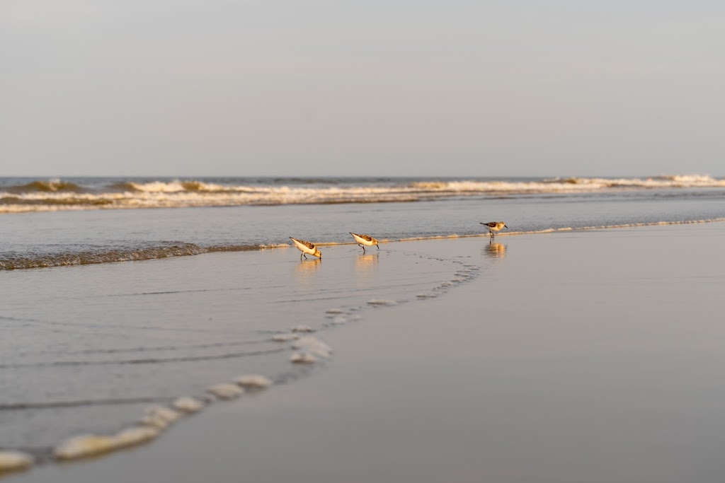 Sandbridge Beach Parking | 3820 Sandpiper Rd, Virginia Beach, VA 23456, USA | Phone: (757) 437-1157