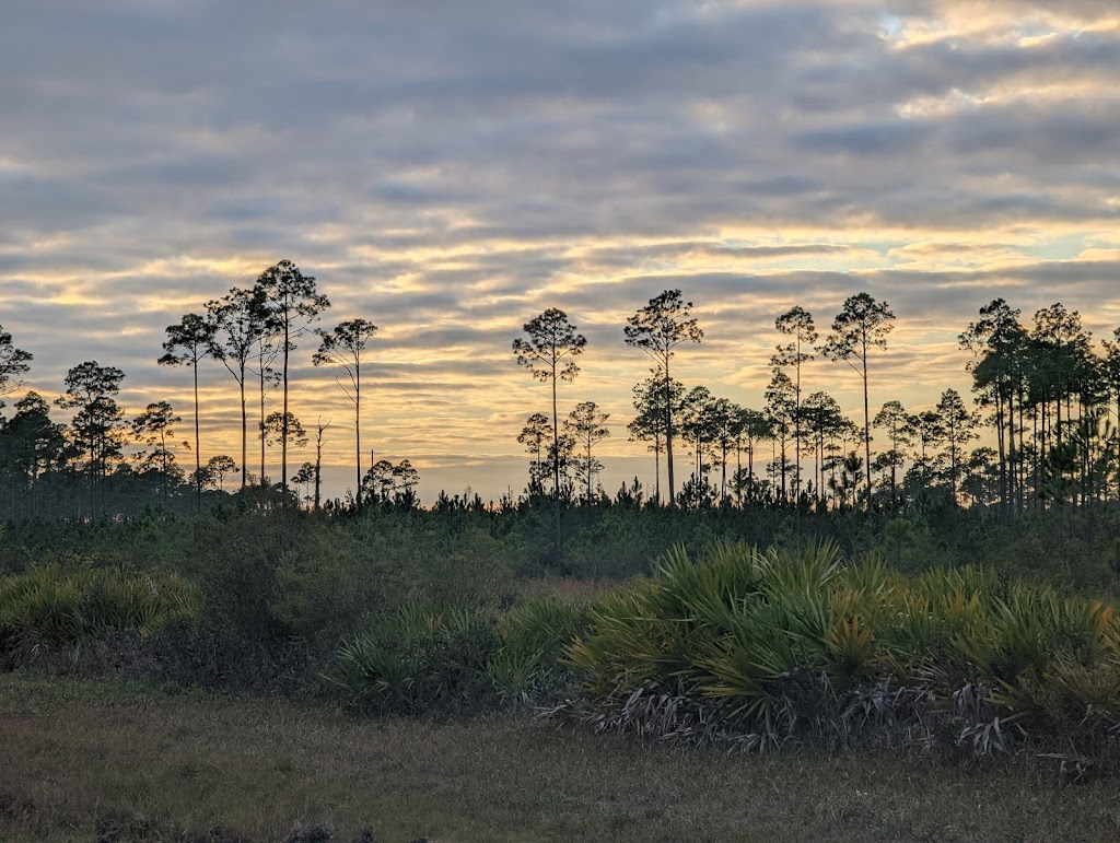 Okefenokee National Wildlife Refuge | 4155 Suwannee Canal Road, Folkston, GA 31537, USA | Phone: (912) 496-7836