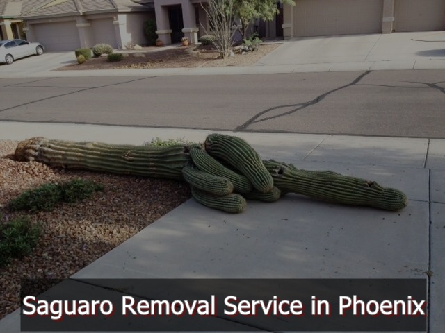 AZ Cactus Experts | 3030 N 35th Ave Suite 126, Phoenix, AZ 85017, USA | Phone: (602) 413-5920