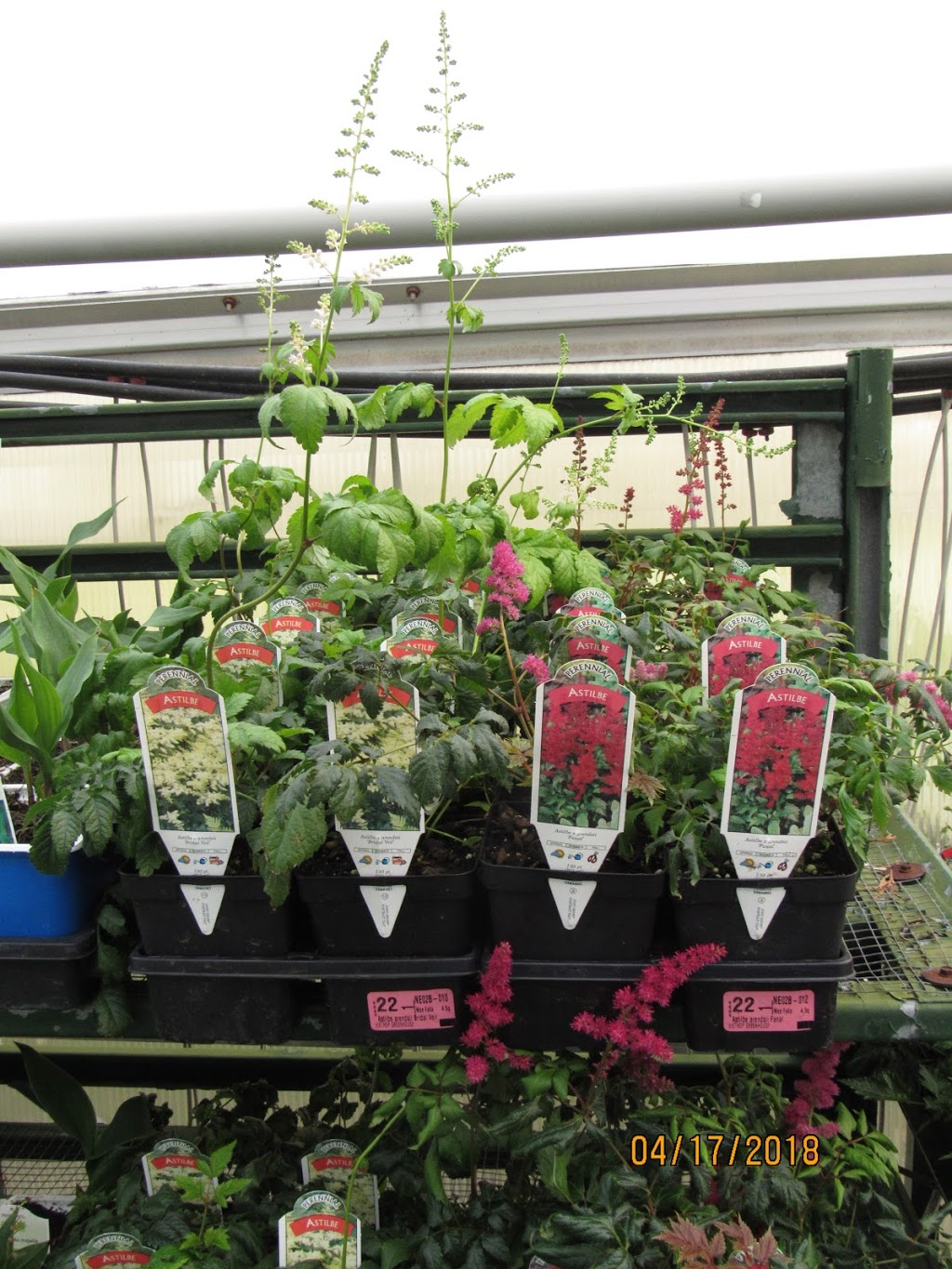 Wiethop Greenhouses | 2463 Barrett Station Rd, Ballwin, MO 63021 | Phone: (314) 821-2598