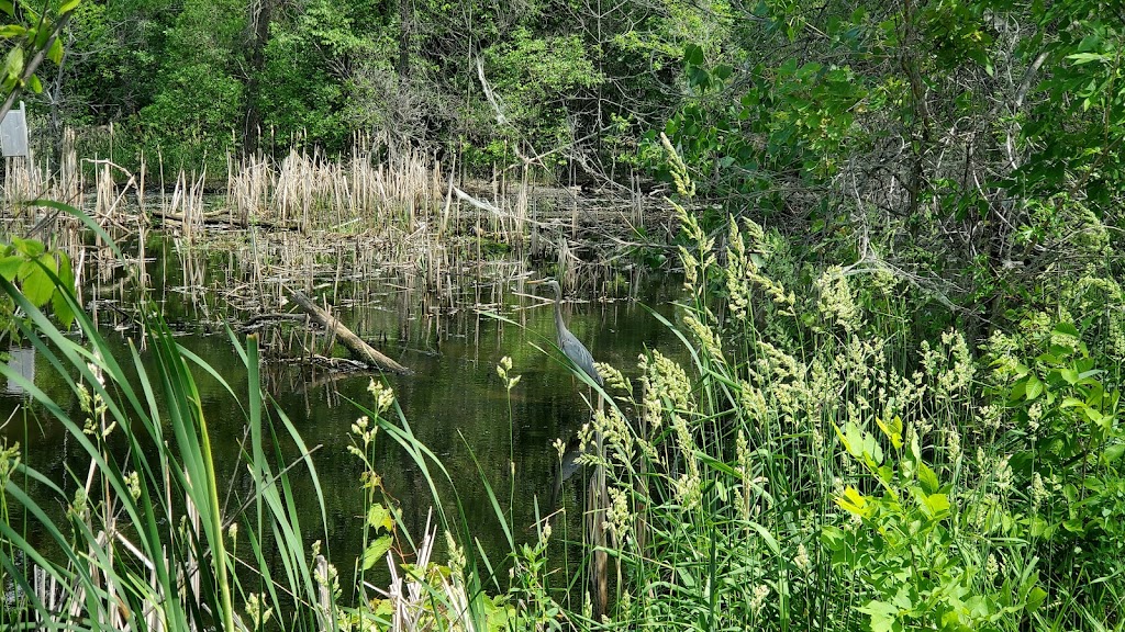 Wood Lake Nature Center | 6710 Lake Shore Dr S, Richfield, MN 55423, USA | Phone: (612) 861-9365