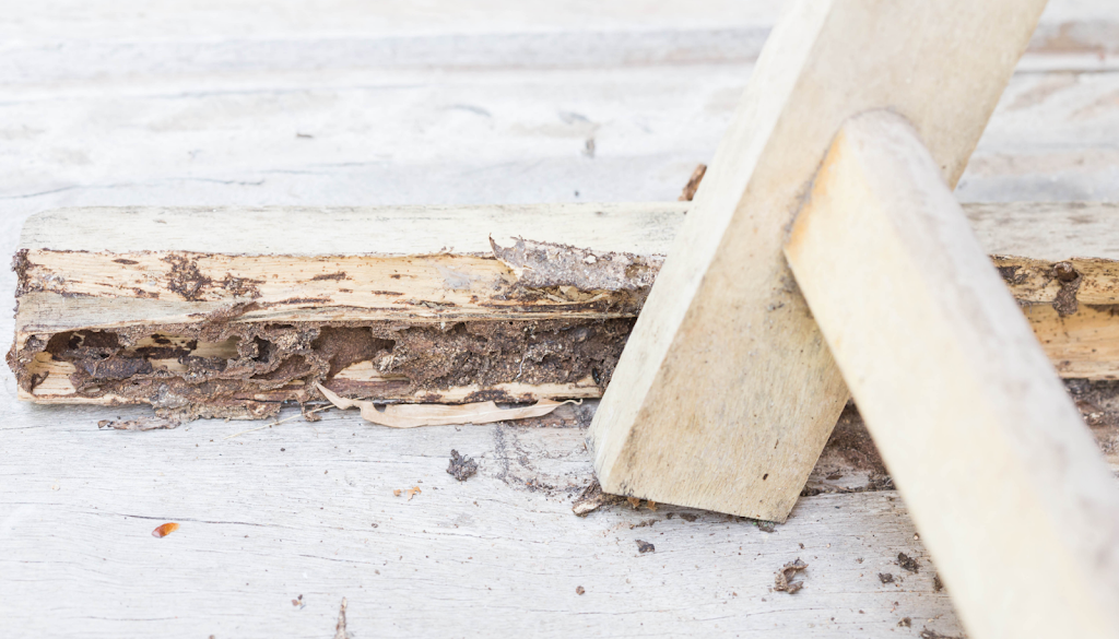 Charm City Termite Removal | 3424 Belair Rd, Baltimore, MD 21213, USA | Phone: (443) 396-3190