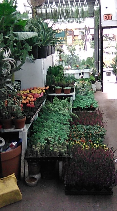 Tropical Plants And Orchids Inc | 106 W 28th St, New York, NY 10001, USA | Phone: (212) 255-7883