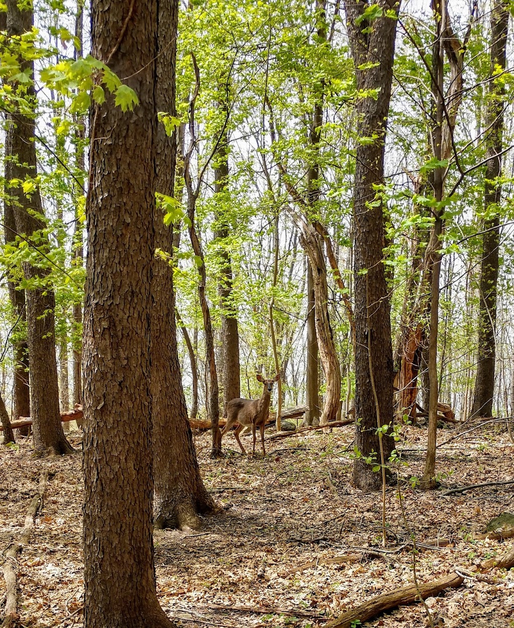 Goodyear Heights Metro Park | 2077 Newton St, Akron, OH 44305, USA | Phone: (330) 867-5511