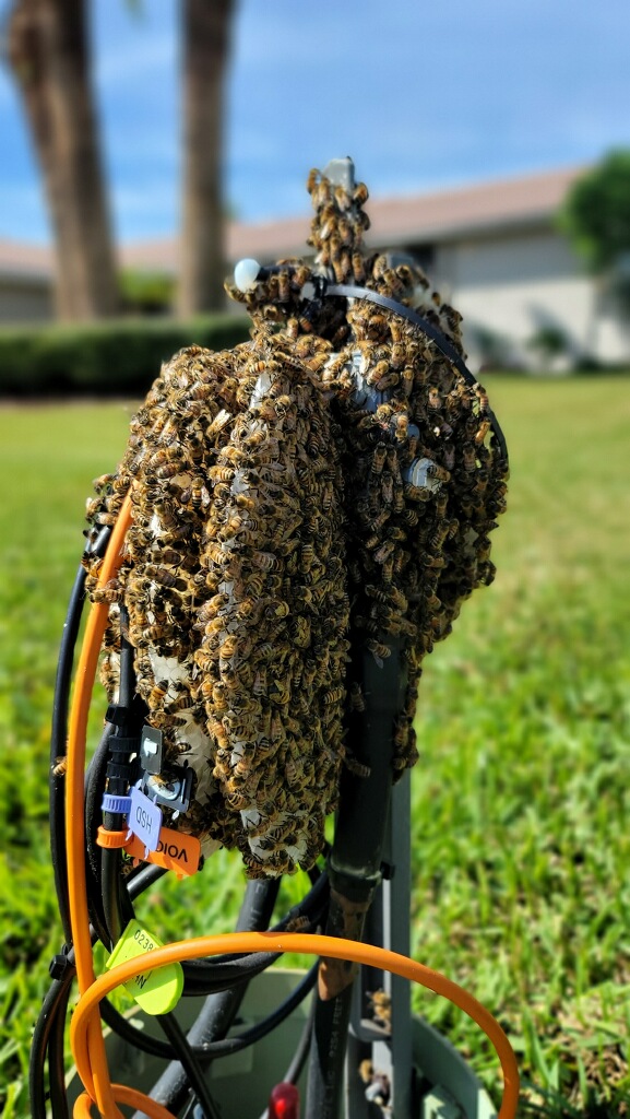 BeeMan Stan Bee Removal | 8306 Porch Ct, Lakeland, FL 33810, USA | Phone: (863) 457-3909