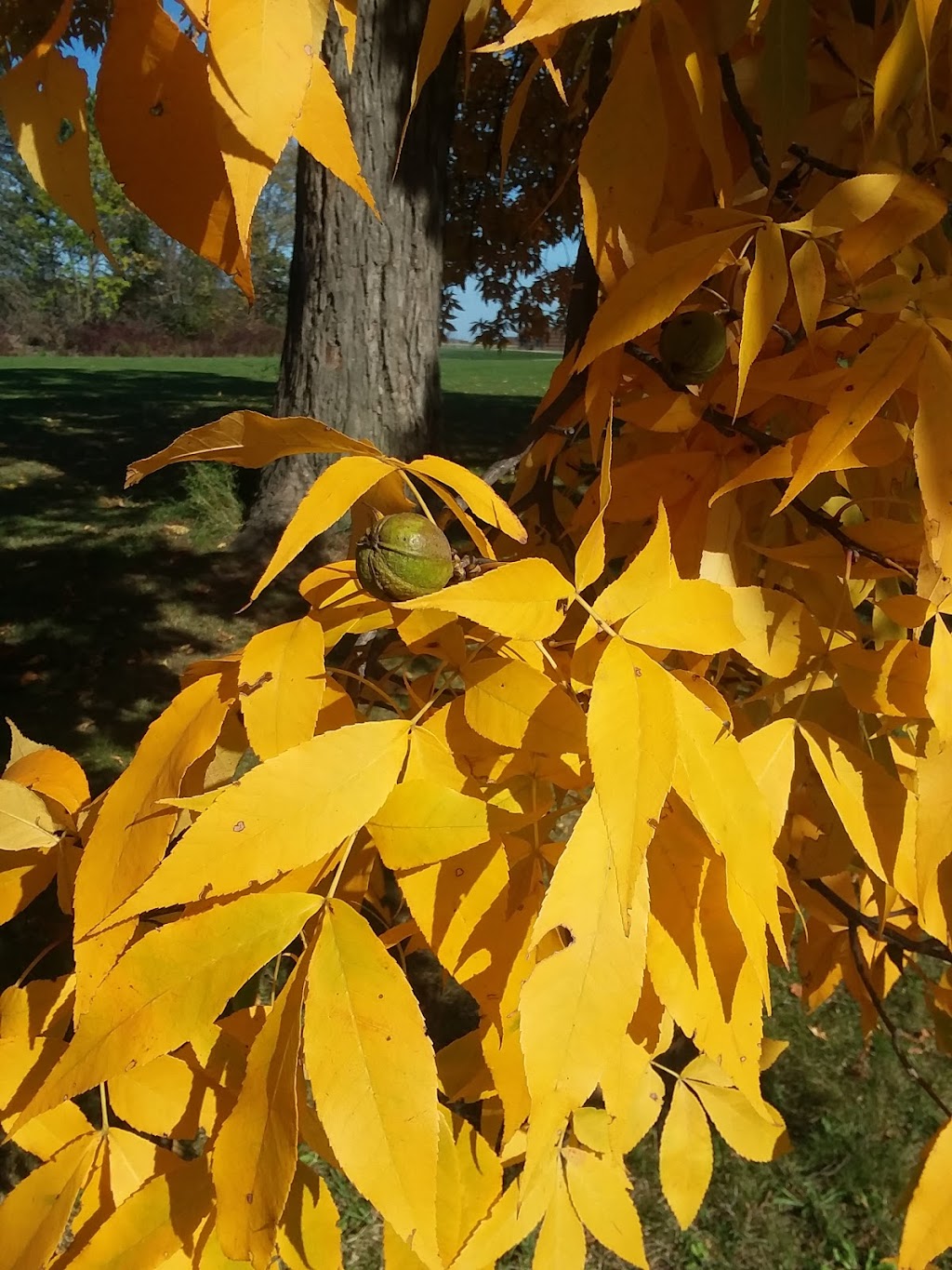 Dexter Community Garden | 7651 Dan Hoey Rd, Dexter, MI 48130, USA | Phone: (734) 426-8303