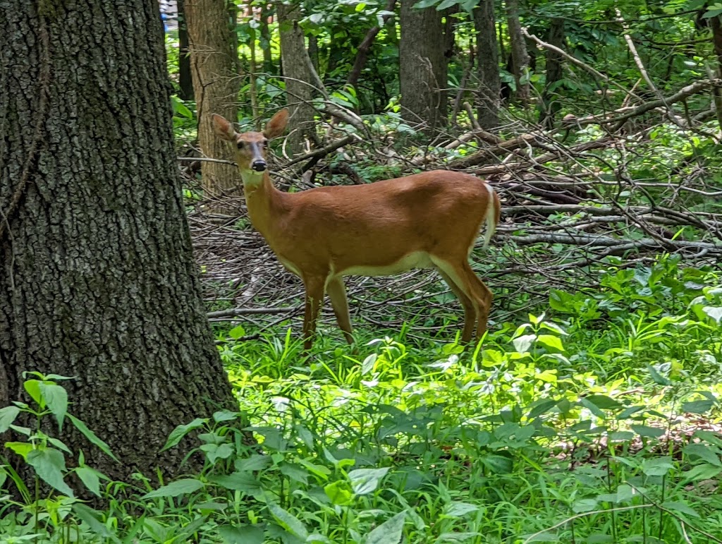 Powder Valley Conservation Nature Center | 11715 Cragwold Rd, Kirkwood, MO 63122, USA | Phone: (314) 301-1500