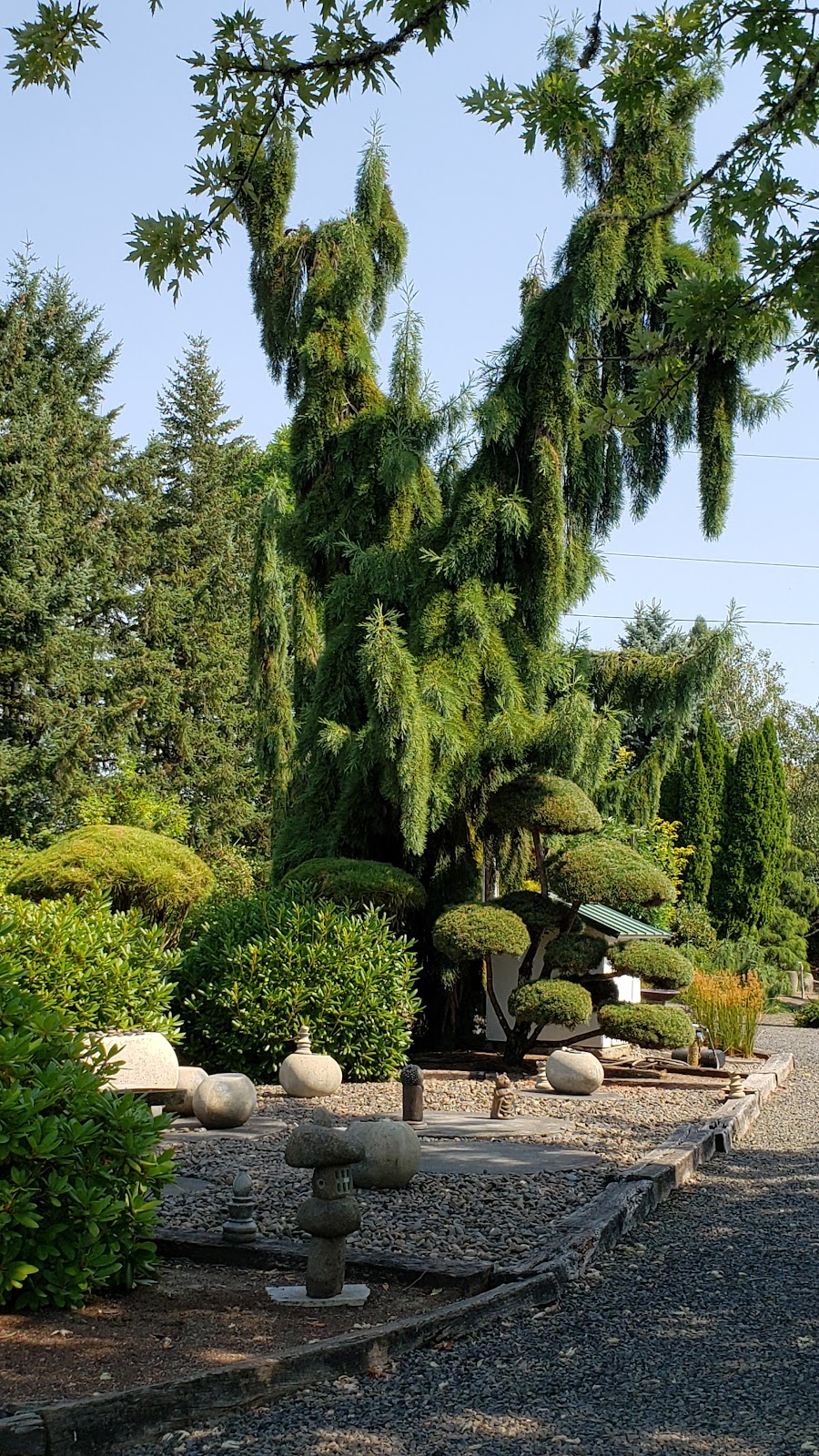 Hawn Creek Gardens | 3710 NE Hawn Creek Rd, McMinnville, OR 97128 | Phone: (503) 472-1766