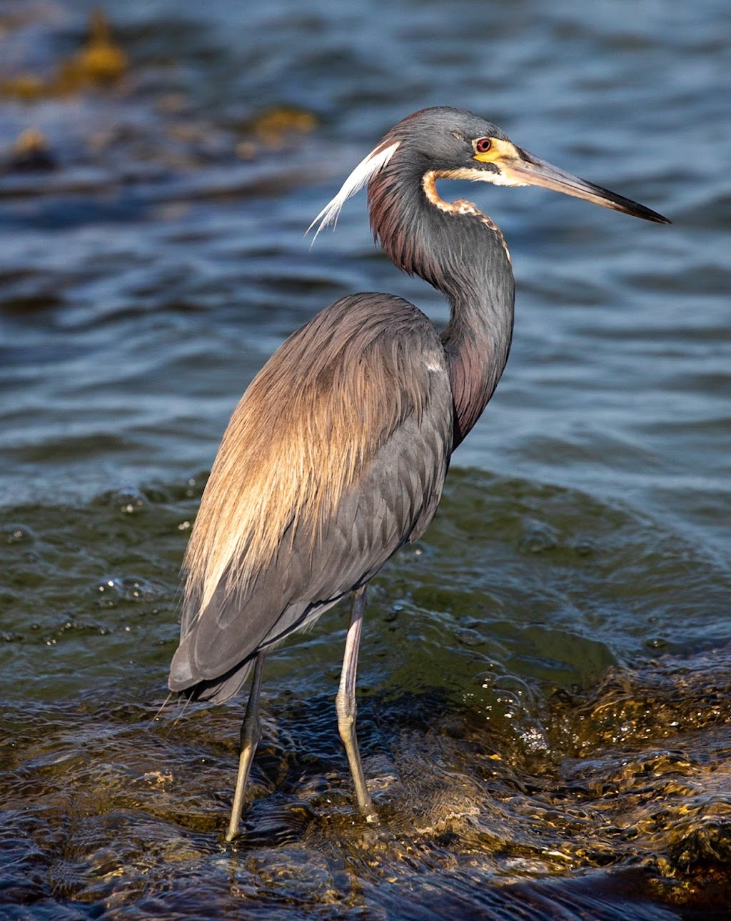 Bird Key Park | 200 John Ringling Causeway, Sarasota, FL 34236, USA | Phone: (941) 263-6386