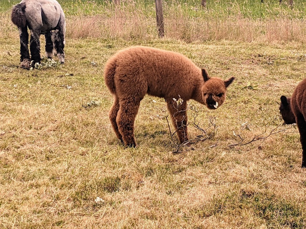 Alpacas of Oregon | 21345 SW Aebischer Rd, Sherwood, OR 97140, USA | Phone: (503) 348-6958